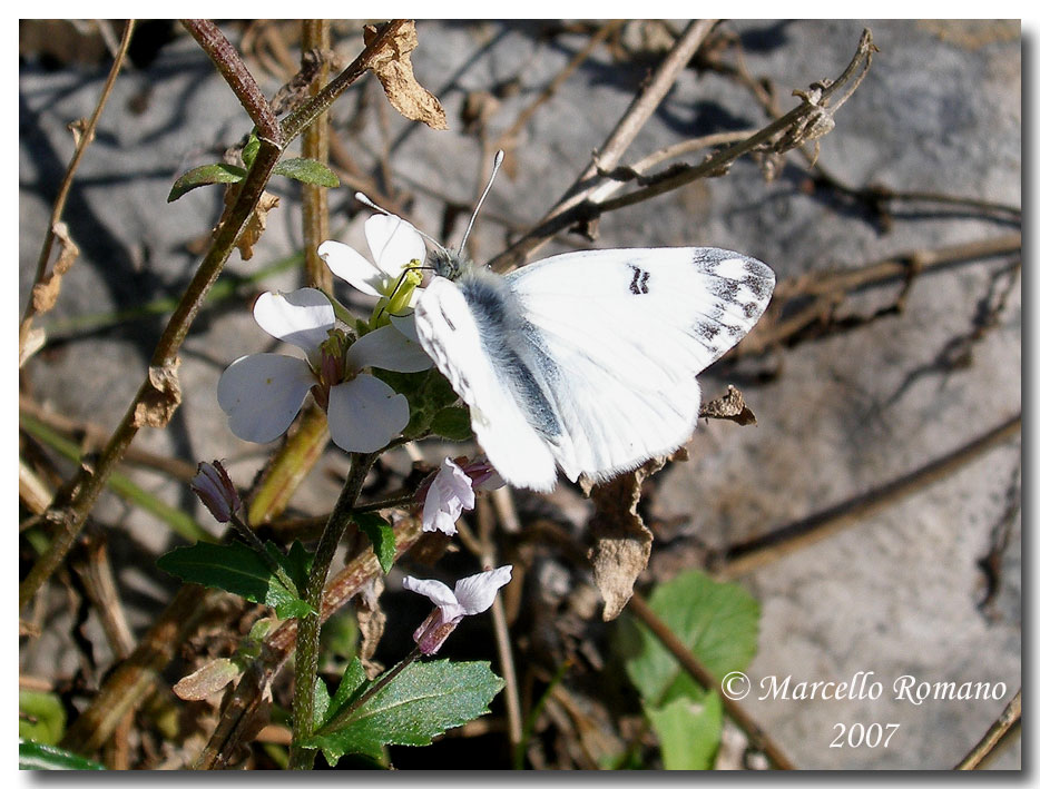 Primizia di stagione: Pontia edusa (Lepidoptera, Pieridae)